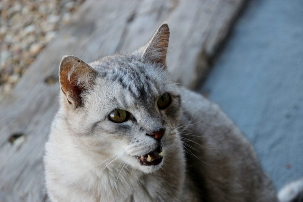 Aggressive Lock In Aggressive behavior in cats | Odourlock