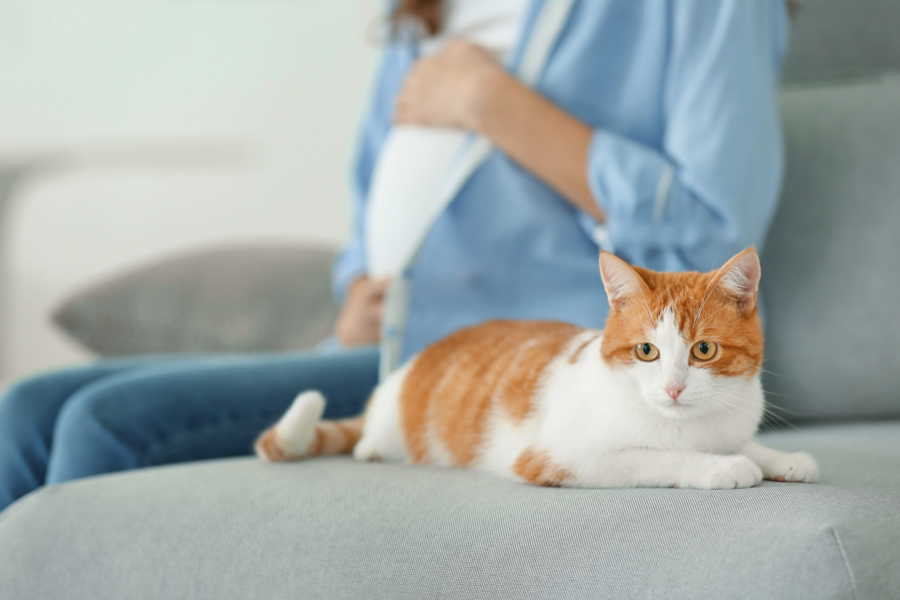 Why pregnant women shouldn’t clean a cat’s litter box?